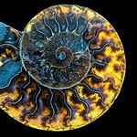 11. Ammolite