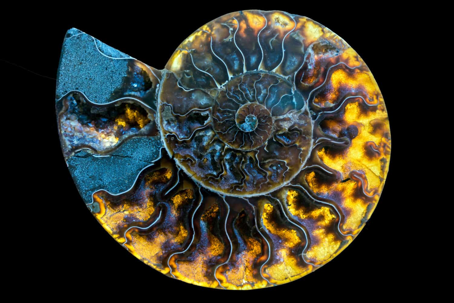 11. Ammolite
