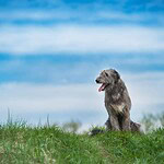 Irish Wolfhound