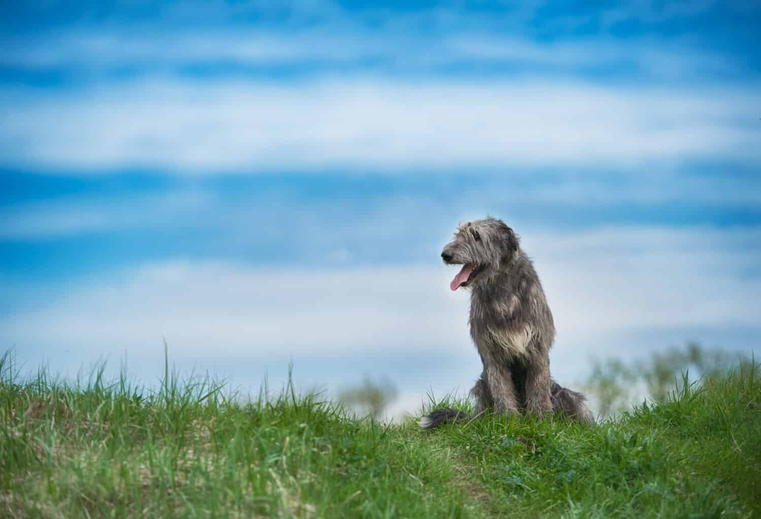 Irish Wolfhound