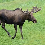 Alaska