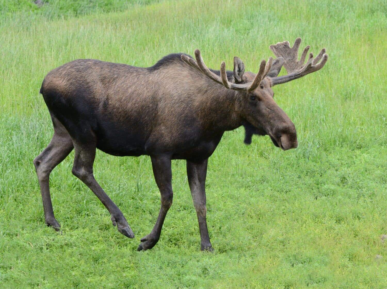 Alaska