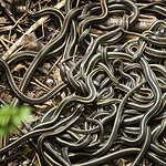 8. Snake Island