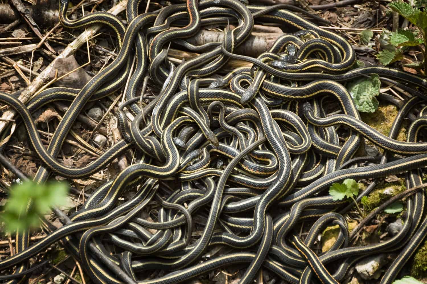 8. Snake Island
