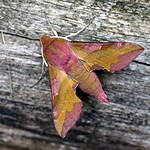 Rosy Maple Moth