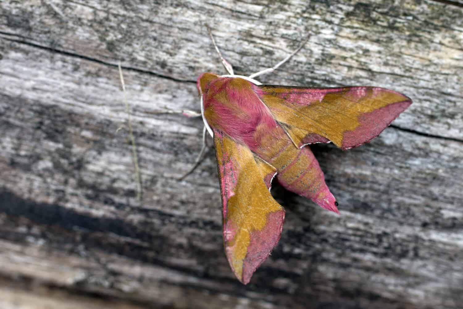 Rosy Maple Moth
