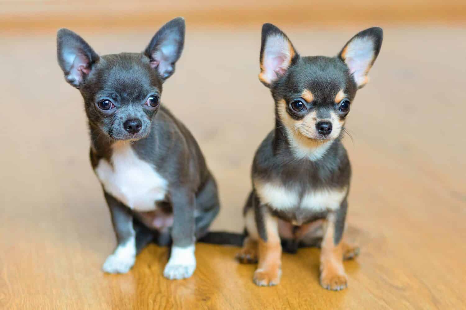 Chihuahua