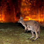 Australian Black Summer Bushfires - 2019 to 2020