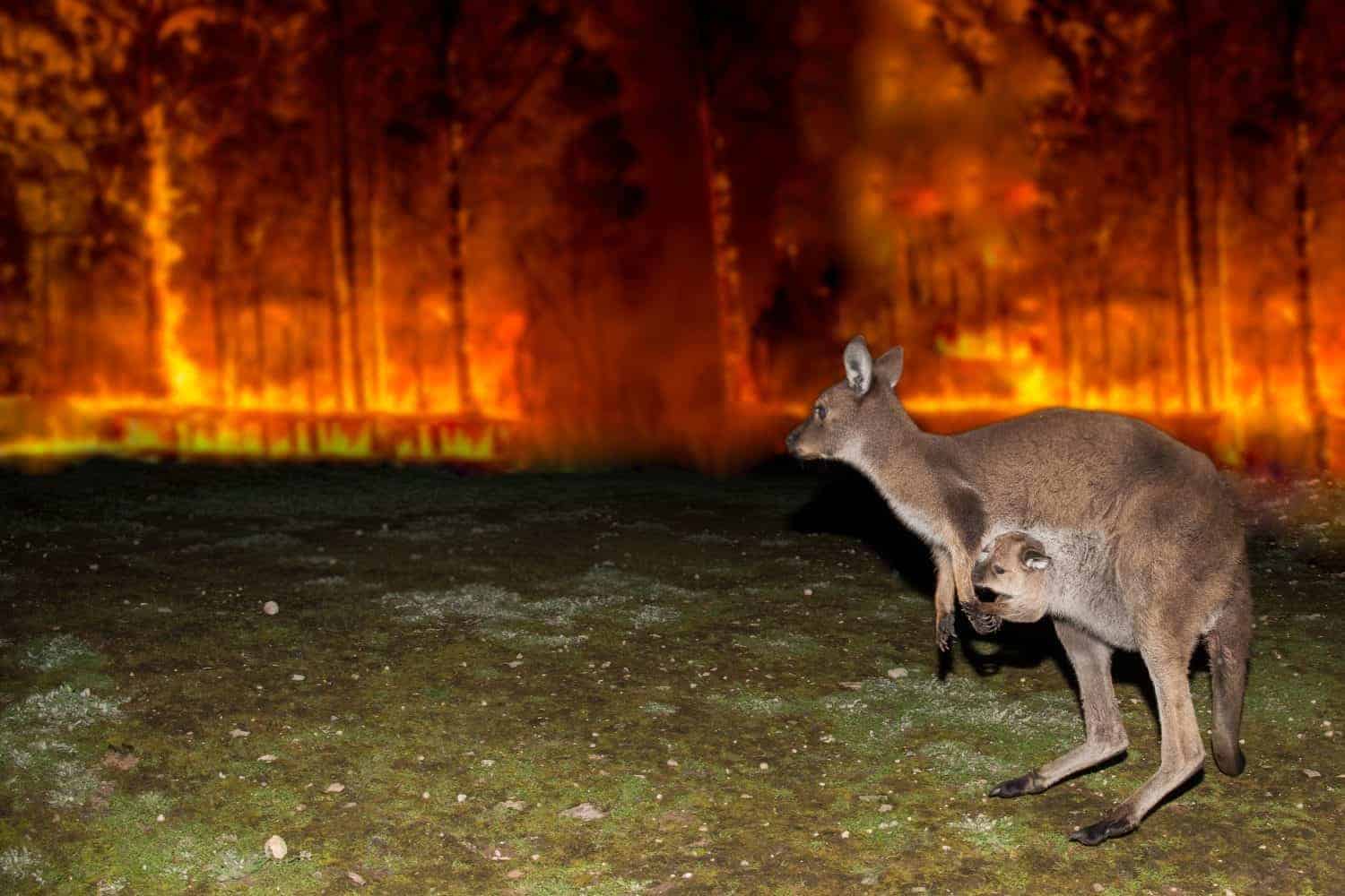 Australian Black Summer Bushfires - 2019 to 2020