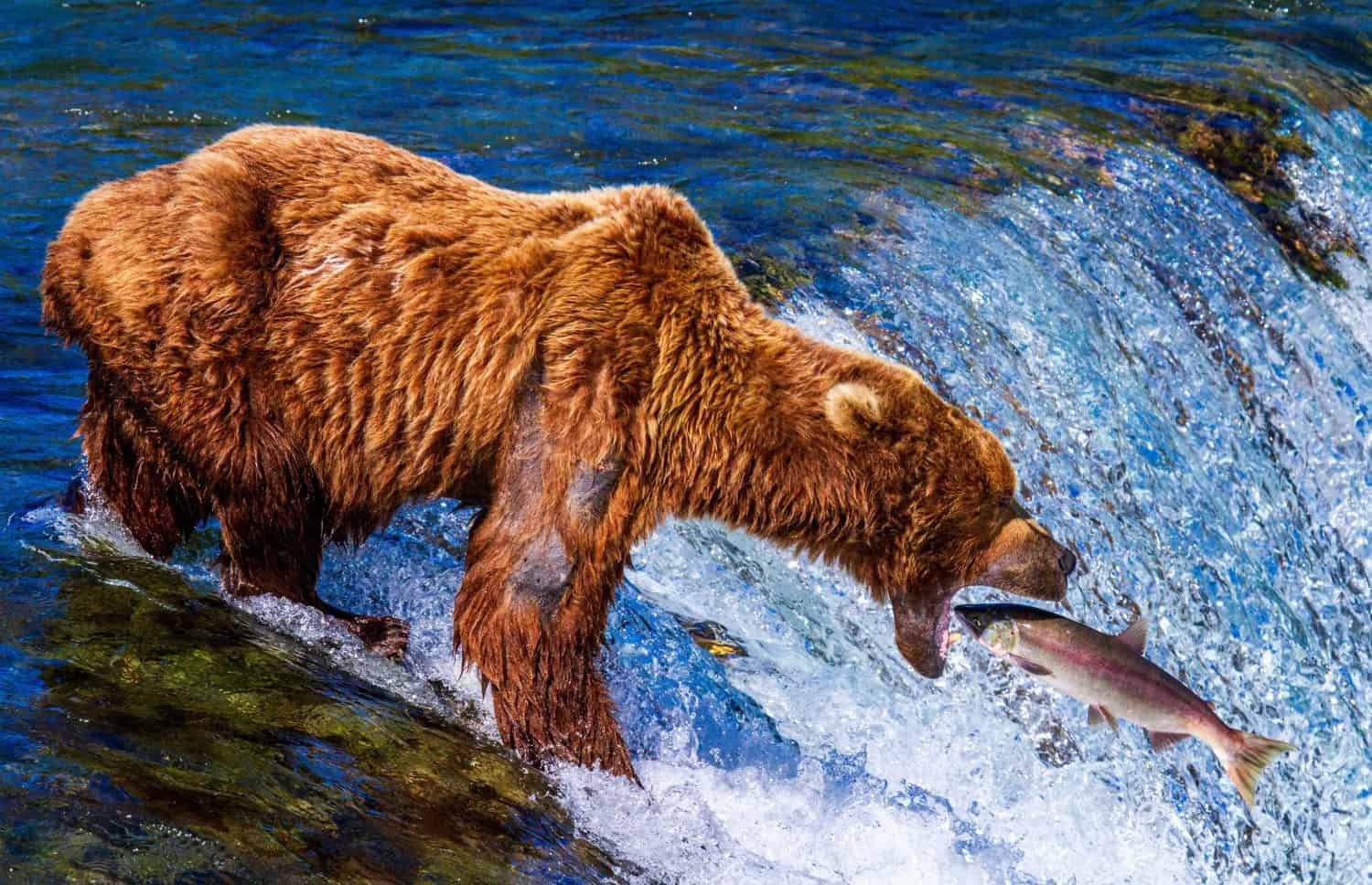 Grizzly brown bear standing on top of Brooks Fall catching a salmon in mouth at Katmai National Park in Alaska