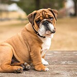 Bulldog
