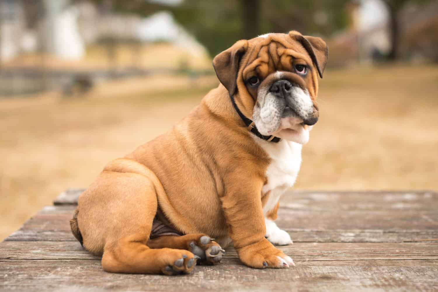 Bulldog
