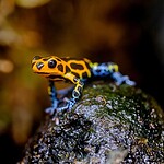 Poison Dart Frog