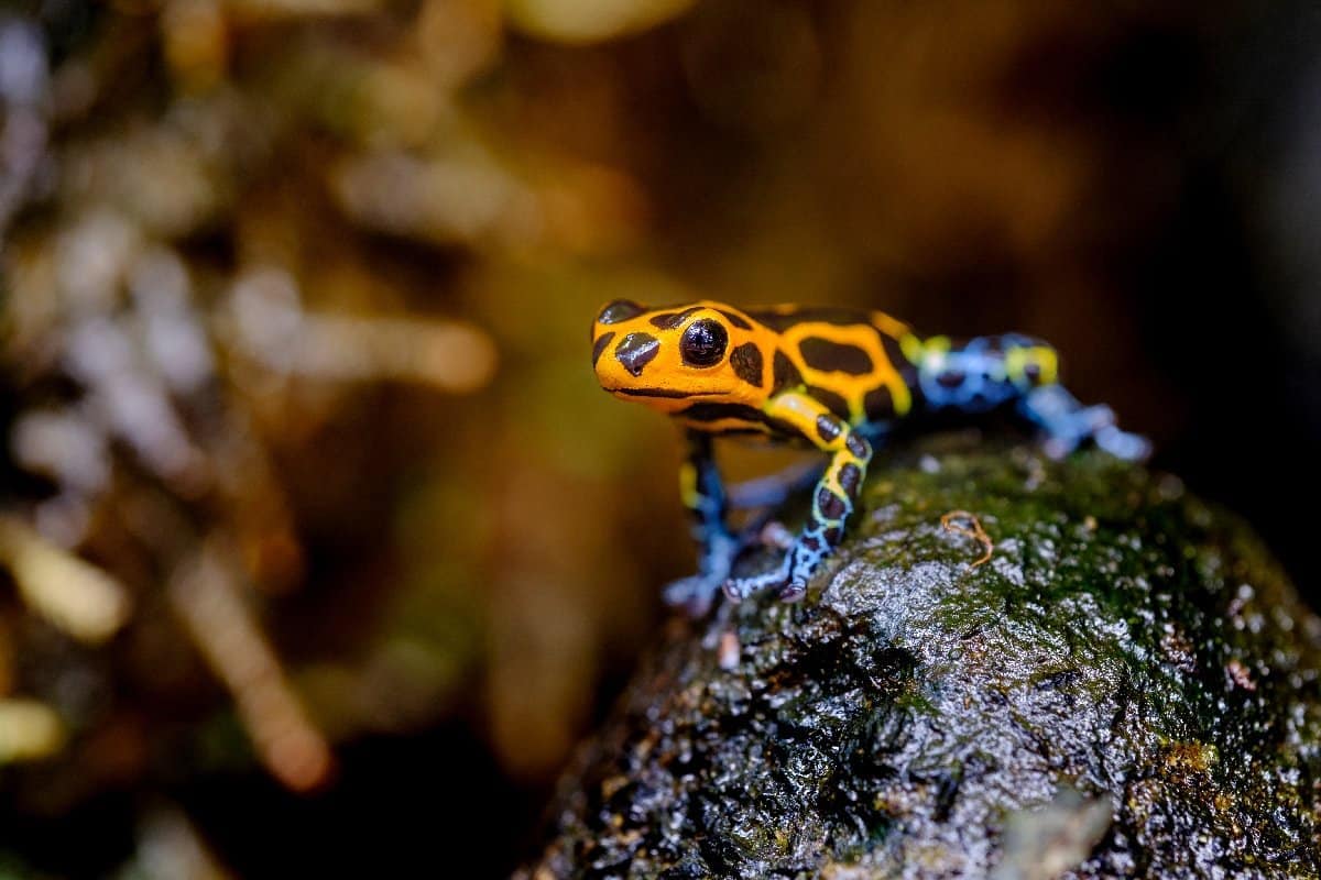 Poison Dart Frog