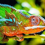 1. Chameleons
