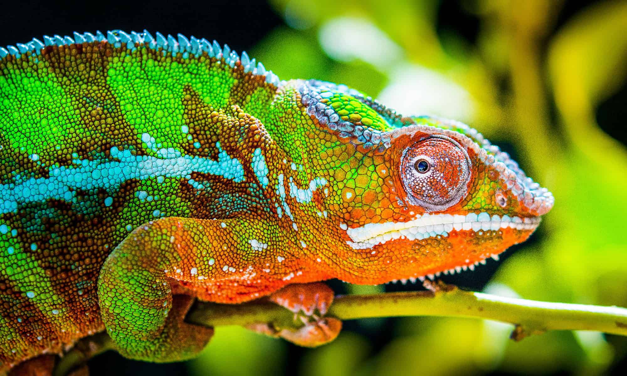 1. Chameleons