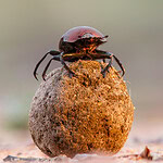 Dung Beetle (continued)