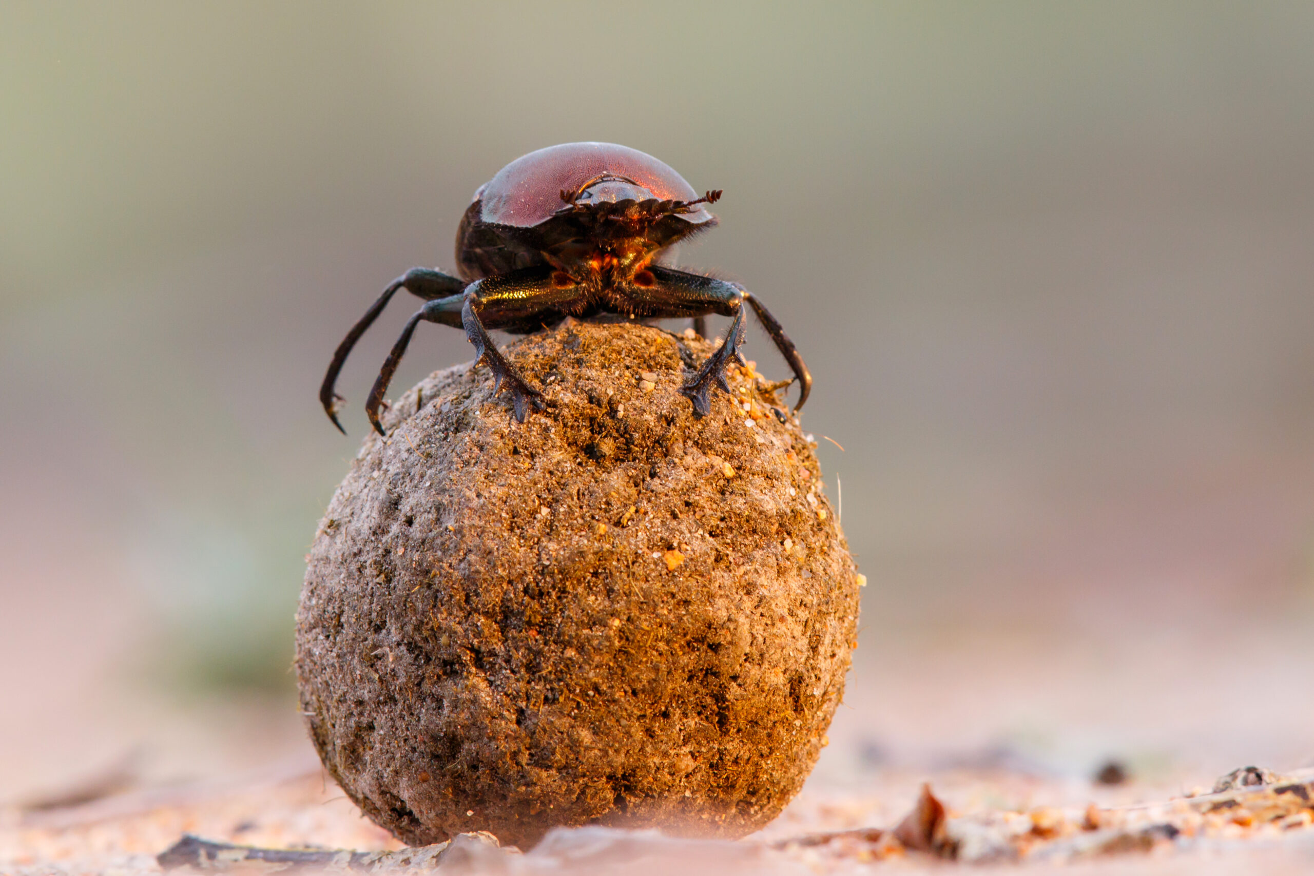 Dung Beetle (continued)