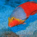 Parrotfish