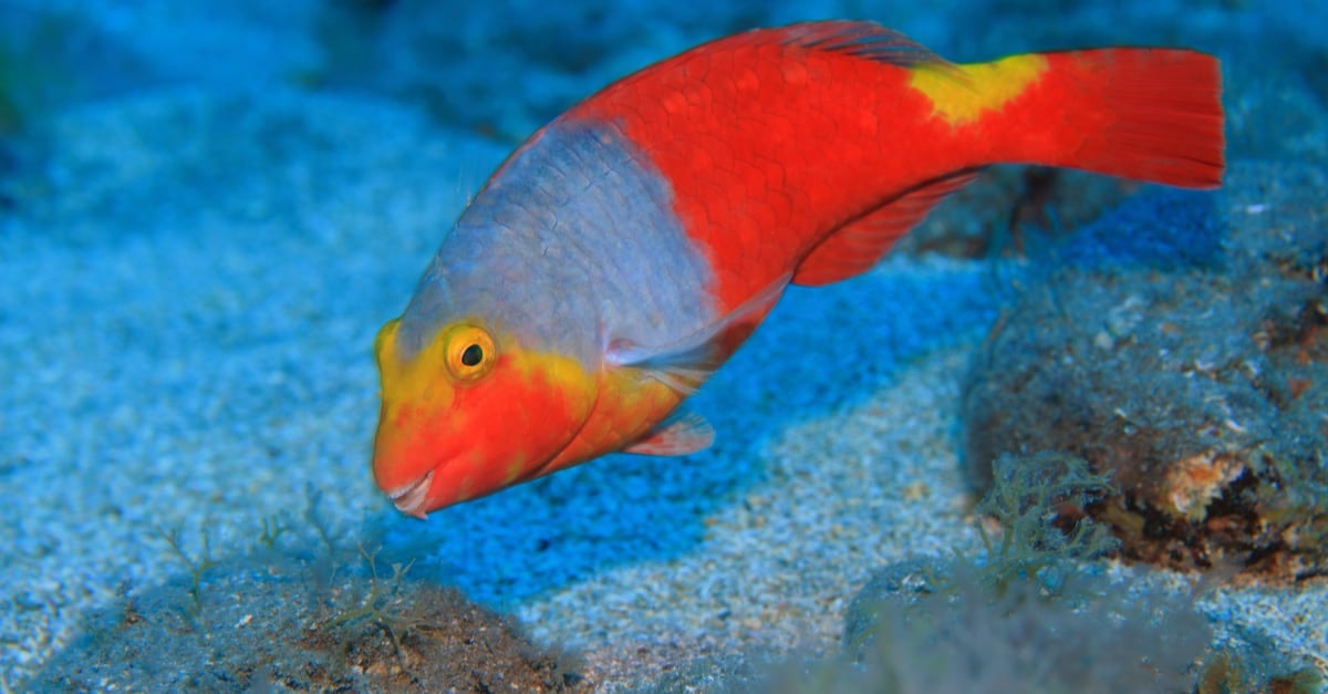 Parrotfish