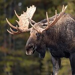 12 U.S. States Where You Can Legally Hunt Moose in 2026