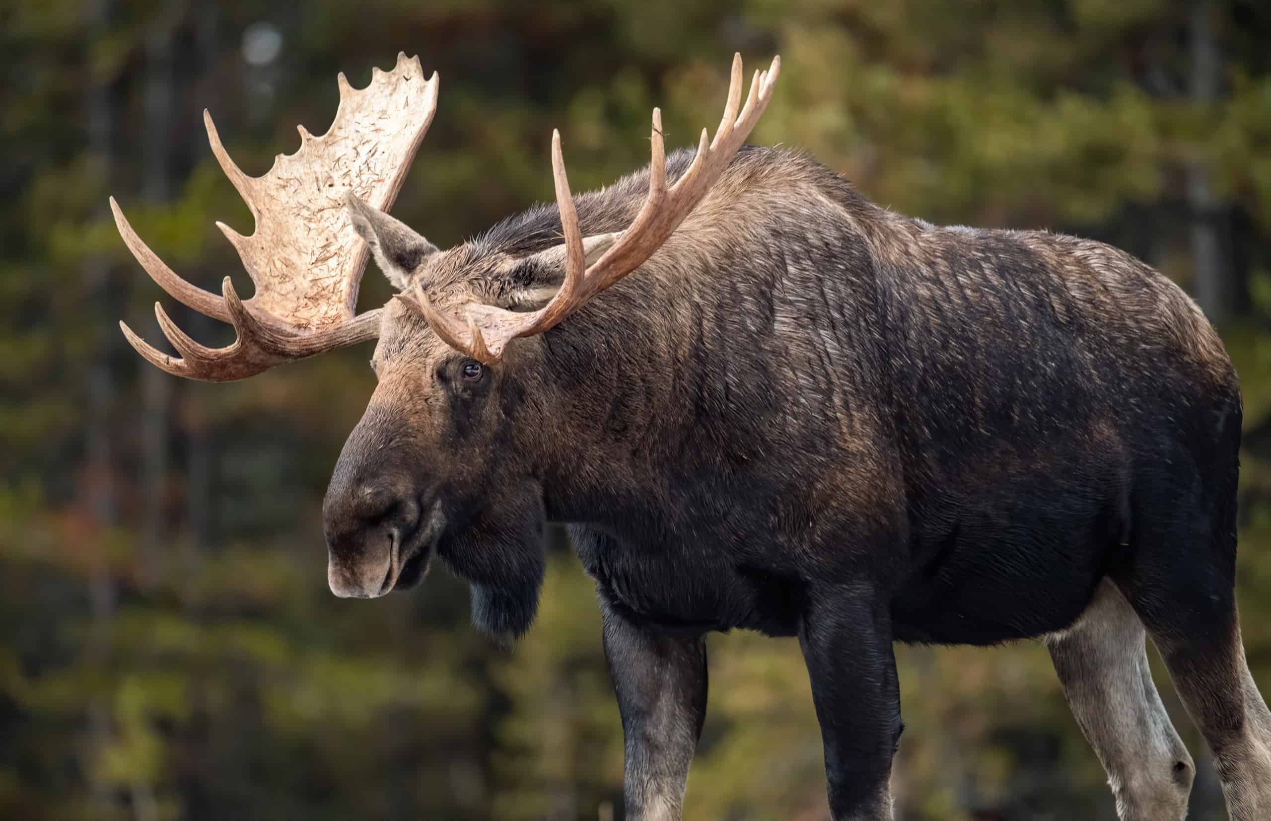 12 U.S. States Where You Can Legally Hunt Moose in 2026