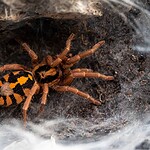 Indian Ornamental Tarantula