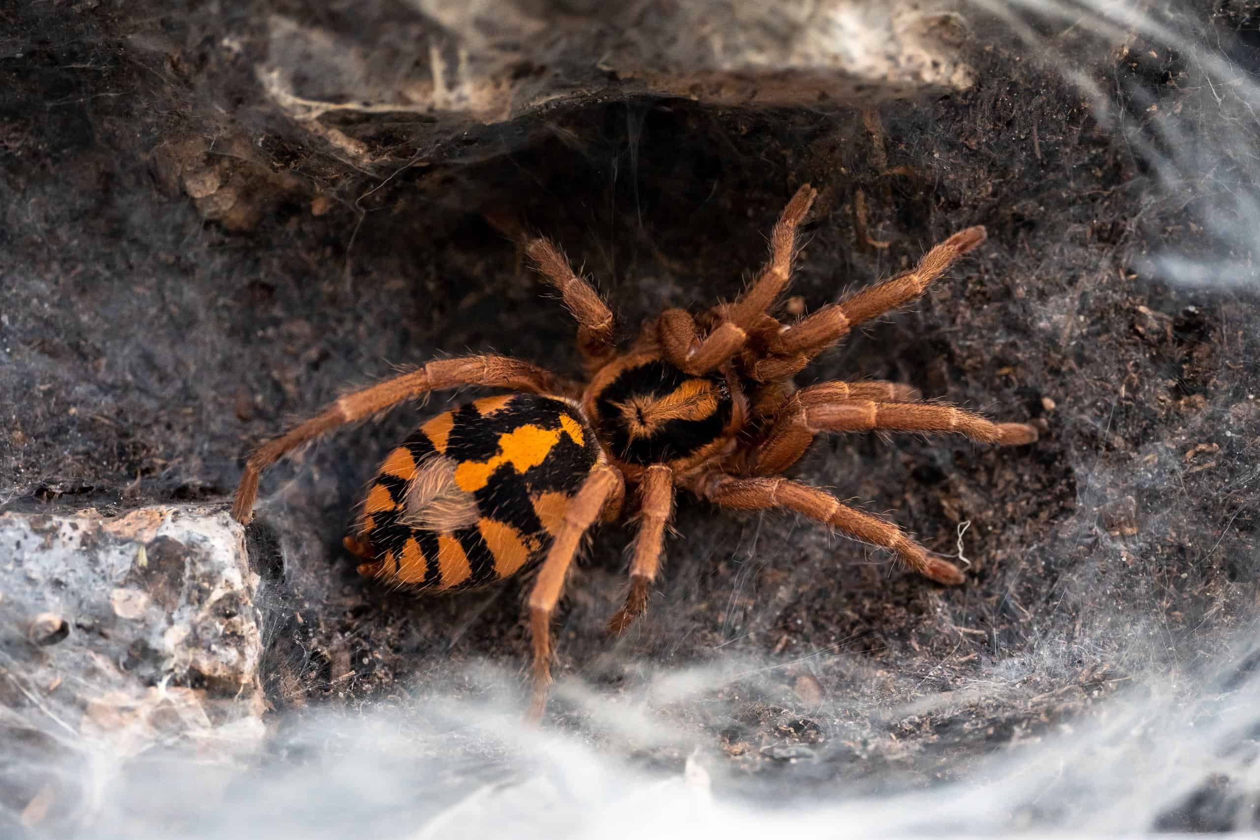 Indian Ornamental Tarantula
