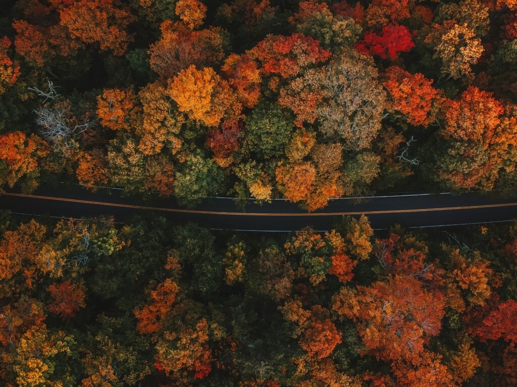 Moody Fall Vibes Aerial Birds Eye View of Paved Road Through Colorful Forest of Fall Foliage Trees in Autumn Season