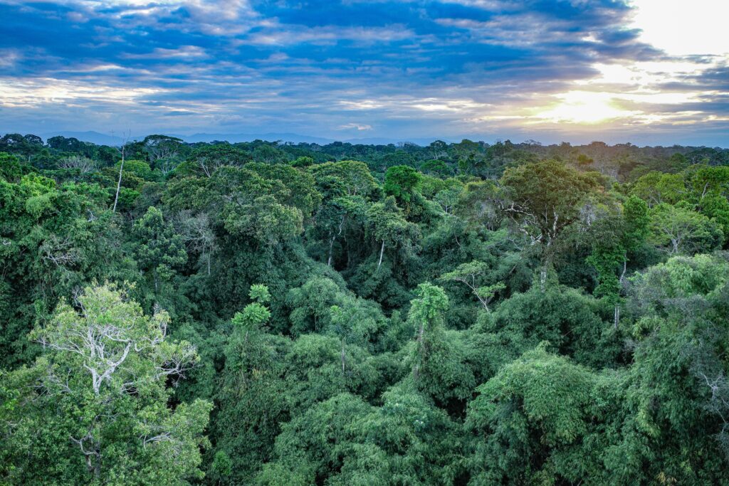 Tambopata, Peru - 26 Nov, 2024: Views over the Amazon rain forest canopy