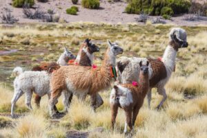 Llama in the pasture in Peru, South America
