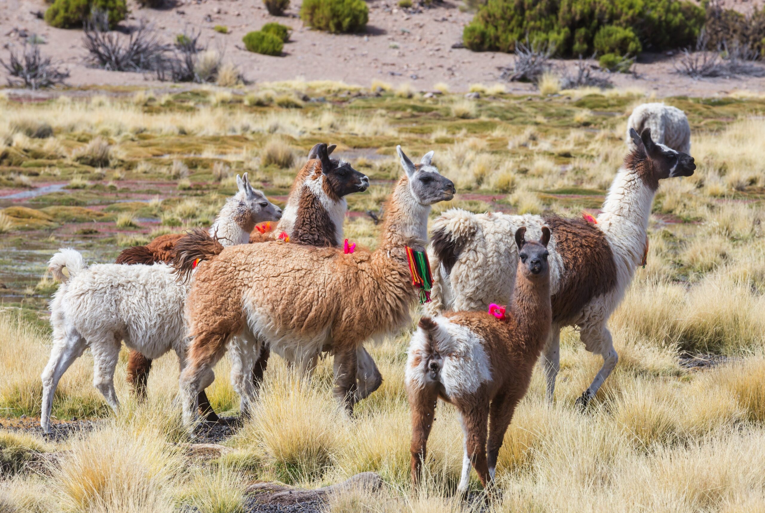 Llama in the pasture in Peru, South America