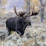 Idaho