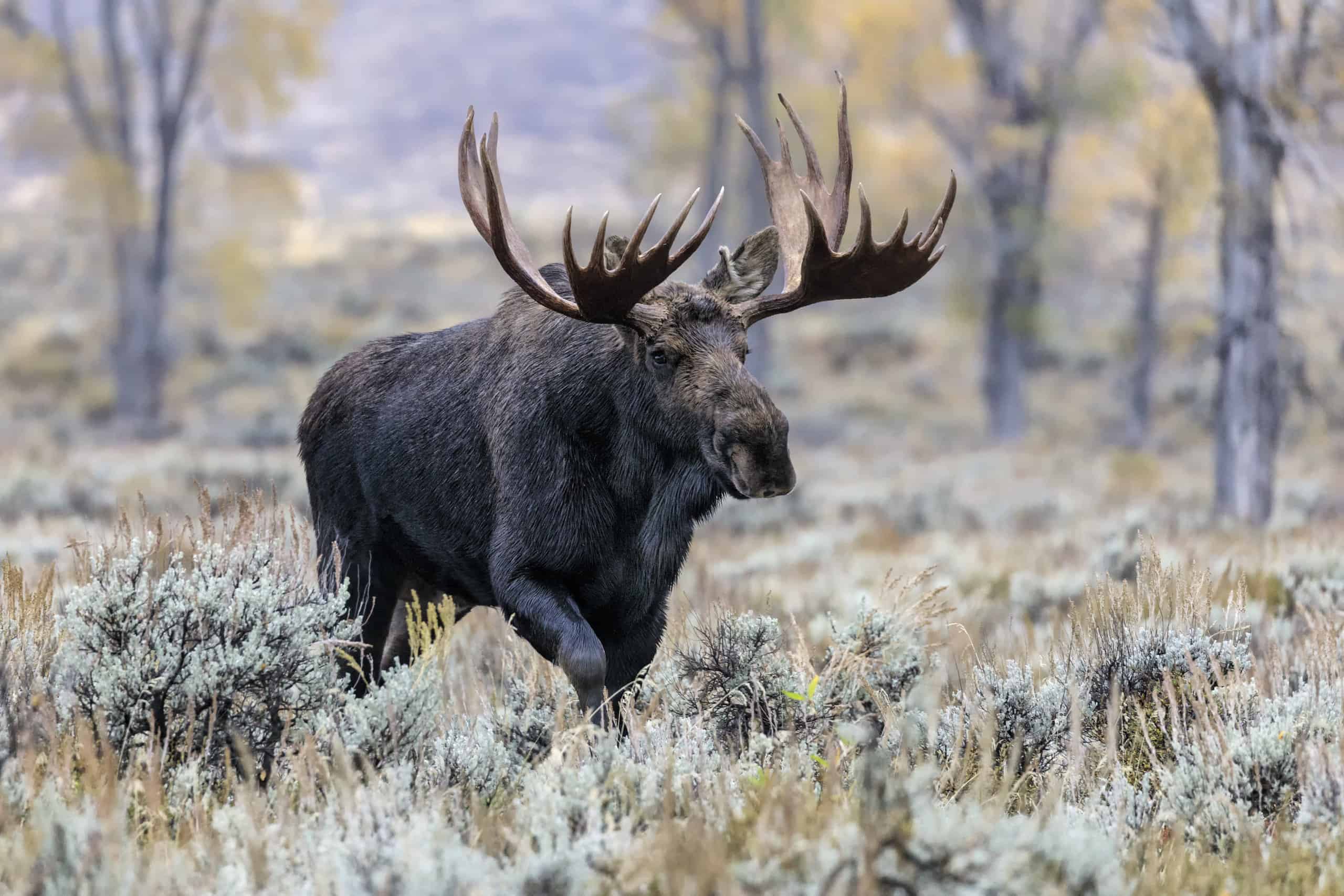 Idaho