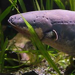 2. Electric Eels