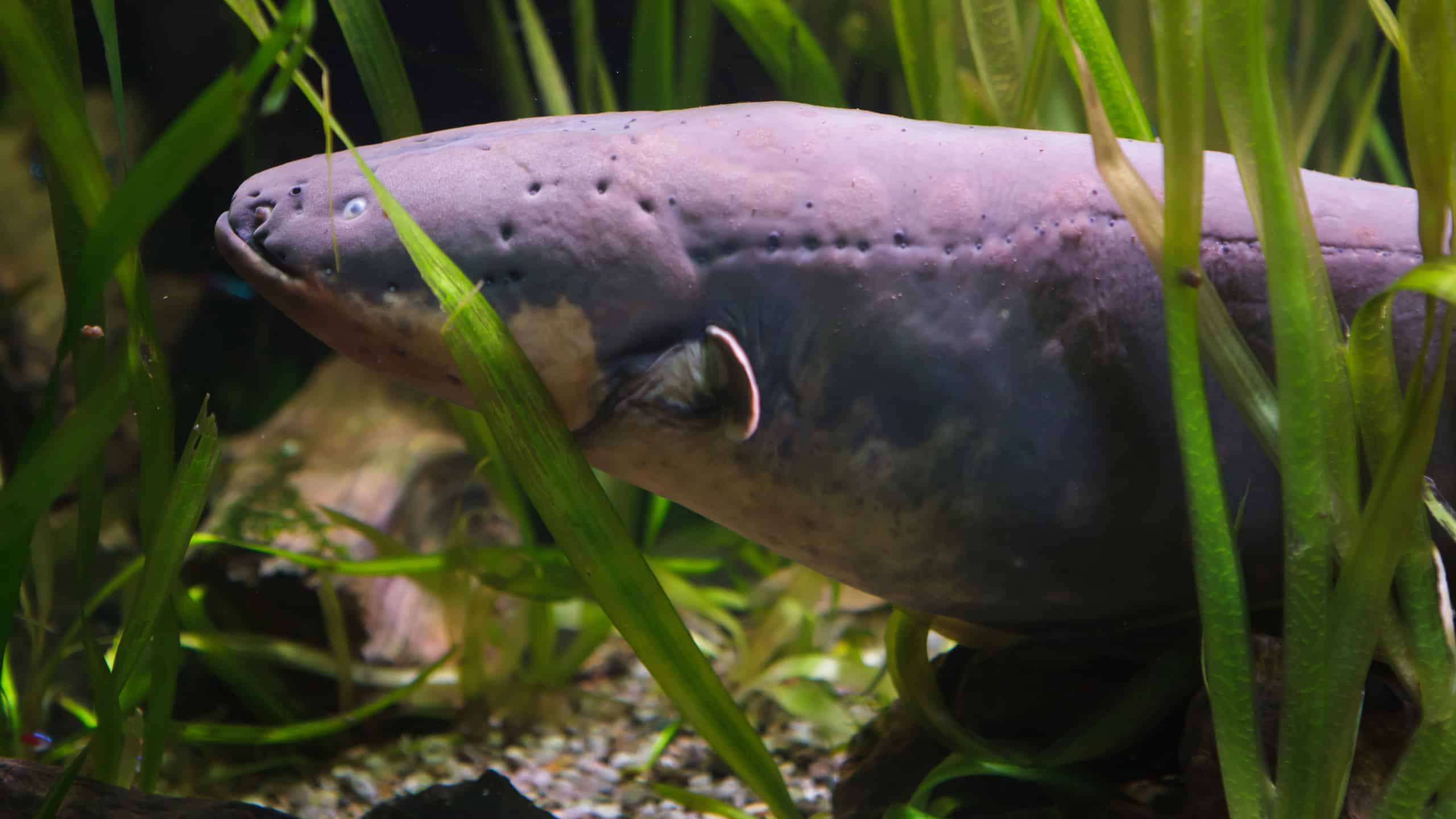 2. Electric Eels
