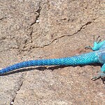 Rainbow Agama