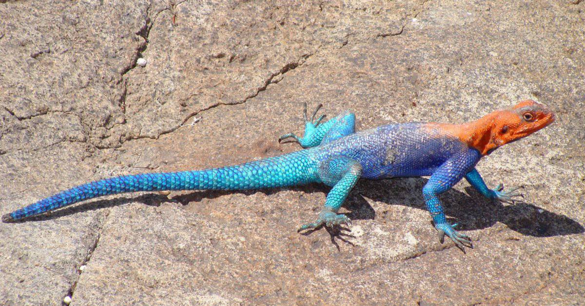 Rainbow Agama