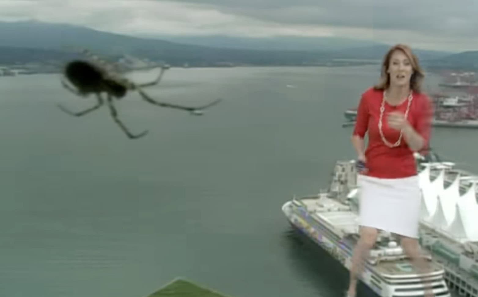 Itsy Bitsy Spider