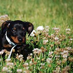 Miniature Dachshund