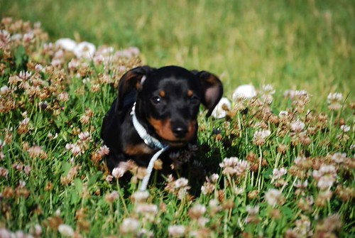 Miniature Dachshund