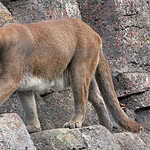 These Powerful Cats Can Bring Down Animals Larger Than Themselves
