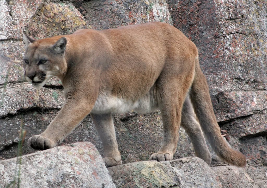 These Powerful Cats Can Bring Down Animals Larger Than Themselves