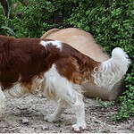 Welsh Springer Spaniel