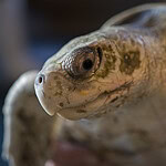 Kemp's Ridley Sea Turtle