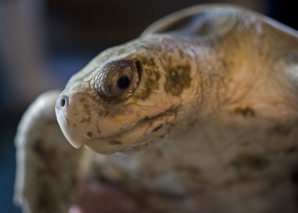 Kemp's Ridley Sea Turtle