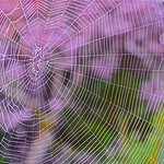 Indoor Spider Webs