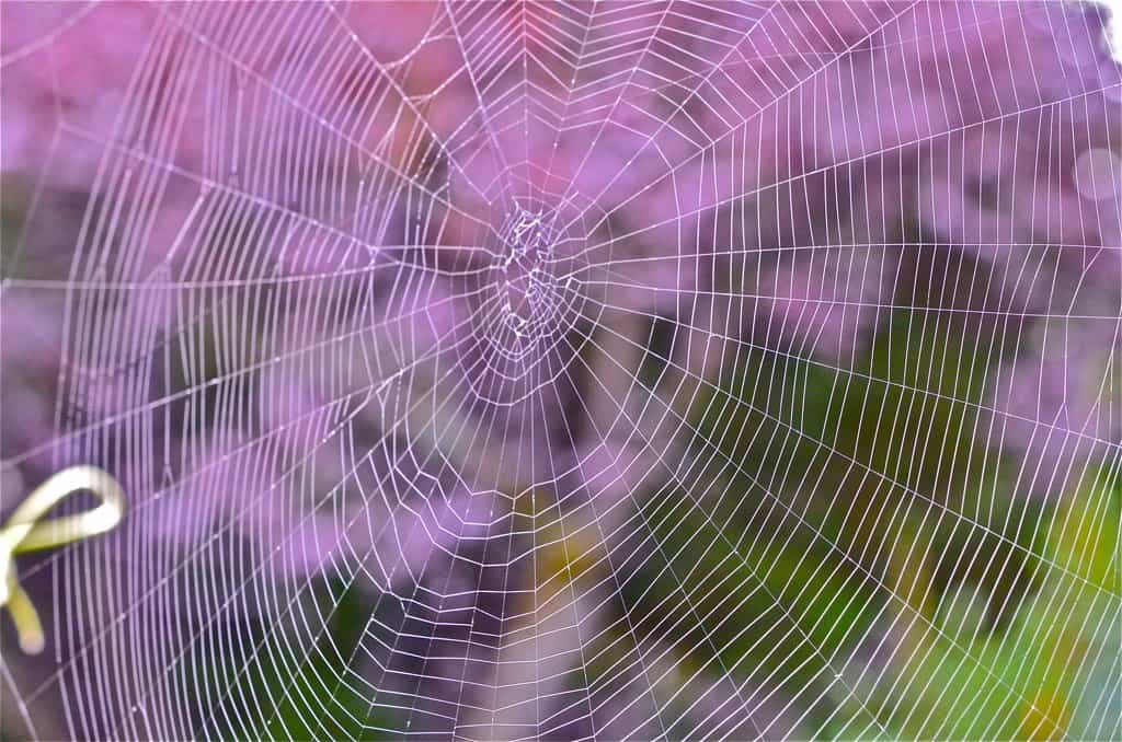 Indoor Spider Webs