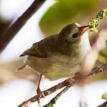 ʻAkikiki