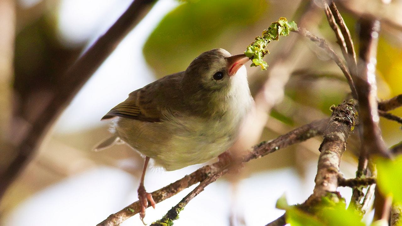 ʻAkikiki